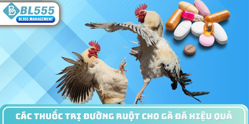 Các thuốc trị đường ruột cho gà đá hiệu quả