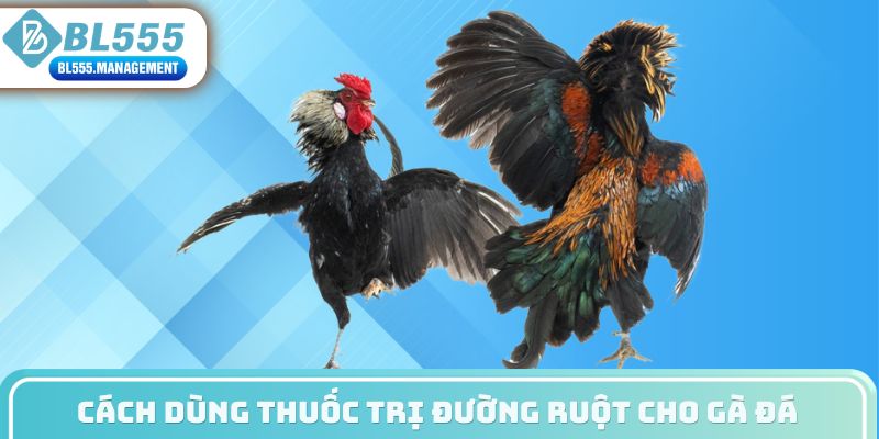 Cách dùng thuốc trị đường ruột cho gà đá