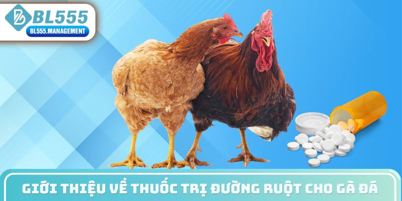 Giới thiệu về thuốc trị đường ruột cho gà đáGiới thiệu về thuốc trị đường ruột cho gà đá