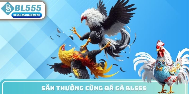 Săn thưởng cùng Đá gà BL555