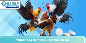 Thuốc trị đường ruột cho gà đá