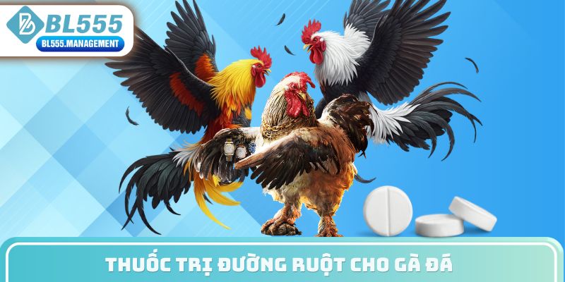 Thuốc trị đường ruột cho gà đá